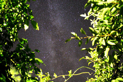 Low angle view of trees against star field