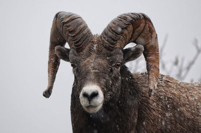 Stone sheep portrait