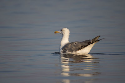 Duck swimming in lake