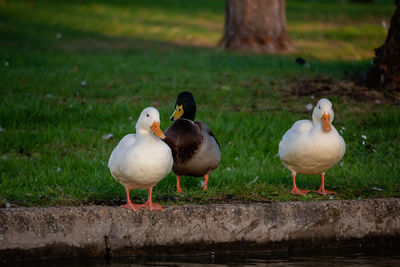 Duck swimming in lake