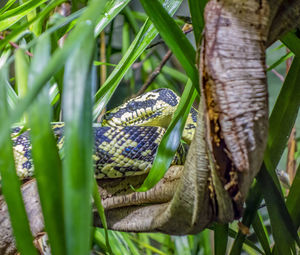Close-up of lizard on tree