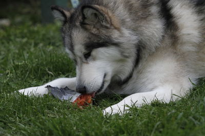 Close-up of siberian husky eating food on grassy field