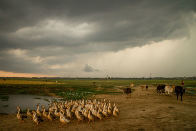 Flock of sheep in a field