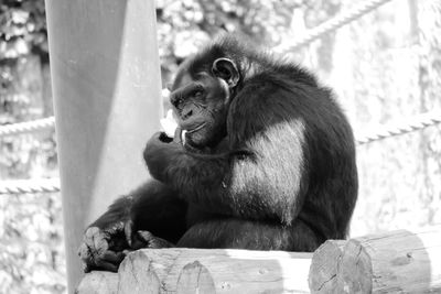 Monkey sitting outdoors