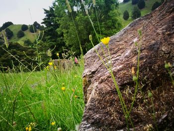 Close-up of dead plant on land