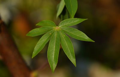 Close-up of plant leaves