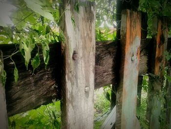 Plants growing on tree trunk