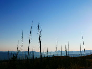 Plants growing on landscape against blue sky