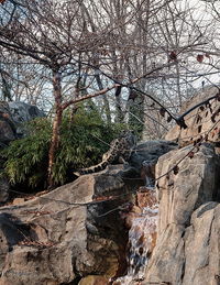 Low angle view of rock formation amidst trees