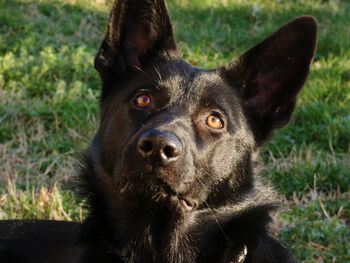 Close-up portrait of black dog german sheperd 