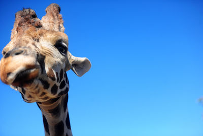 Low angle view of giraffe against blue sky