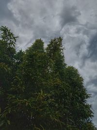 Low angle view of trees against sky