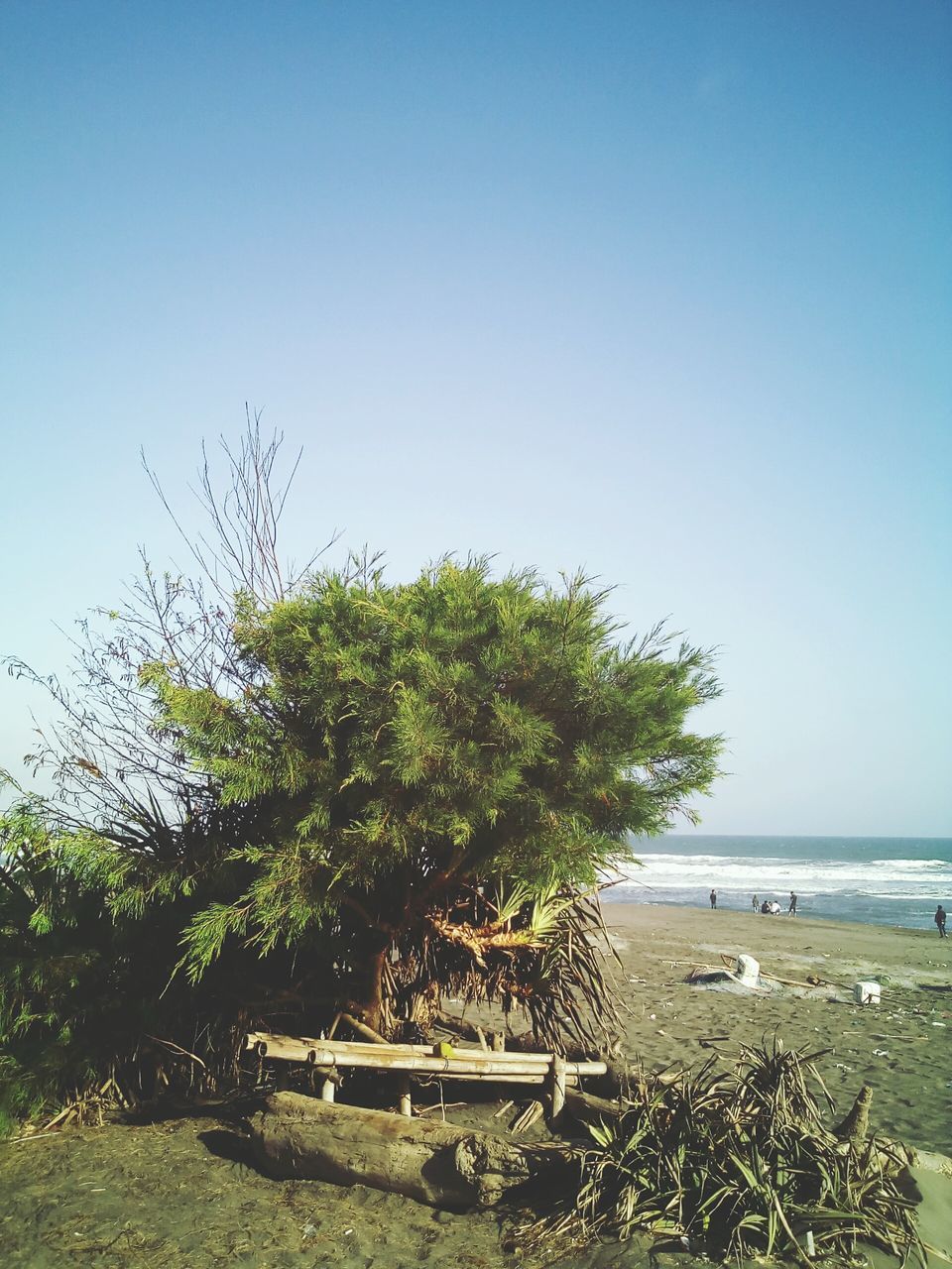 clear sky, sea, horizon over water, beach, water, copy space, tranquil scene, tranquility, tree, blue, scenics, sand, shore, beauty in nature, nature, growth, idyllic, day, palm tree, sky