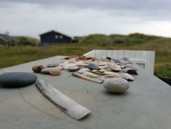 Close-up of shells on beach against sky