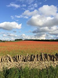 Scenic view of field against sky
