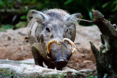 Close-up portrait of lion
