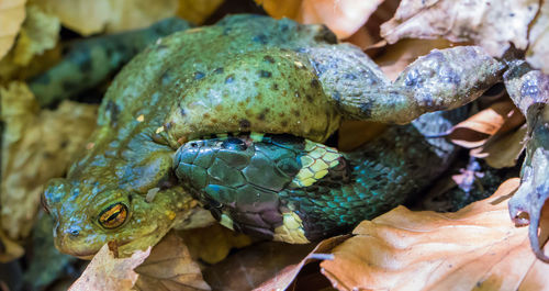 Close-up of a turtle