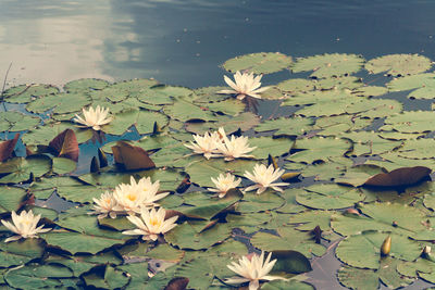 Close-up of lotus water lily in lake