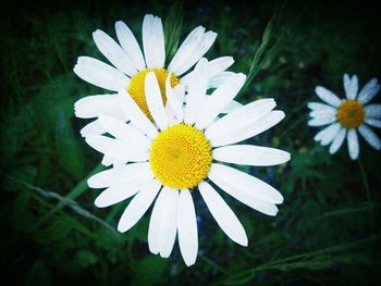 Close-up of daisy flowers