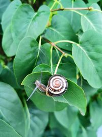 Close-up of snail on leaf