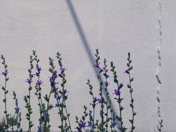 Close-up of purple flowering plant against wall