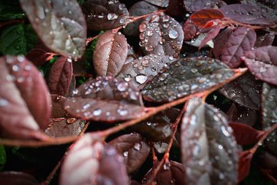 Close-up of leaves in water