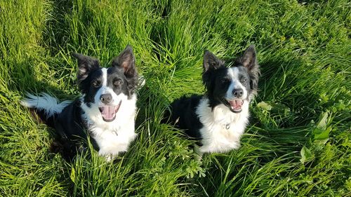 Portrait of dogs in grass