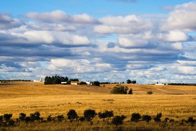 Scenic view of agricultural field against sky