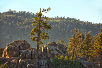 Plants growing on rocks against sky