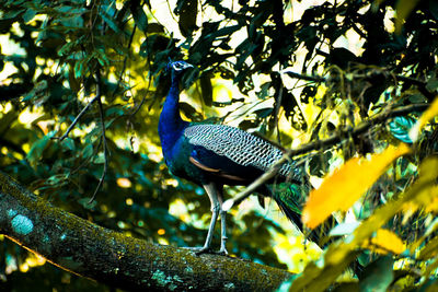 Low angle view of bird perching on tree