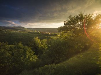 Scenic view of forest against sky