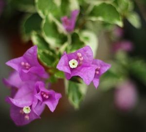 Close-up of pink flowers