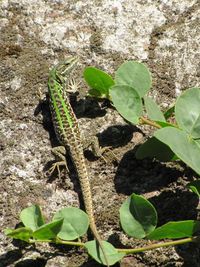 High angle view of insect on plant