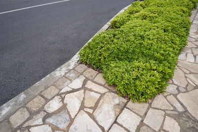 High angle view of plants