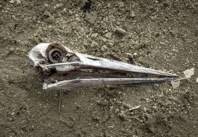 High angle view of animal skull