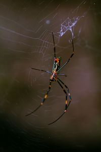 Spider on web