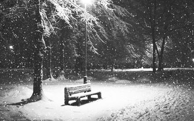 Snow covered trees at night