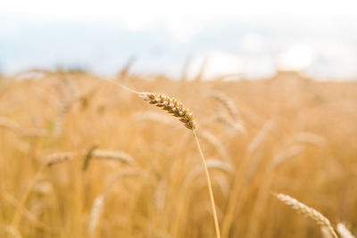 Close-up of stalks in field