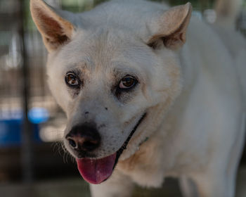 Close-up portrait of a dog