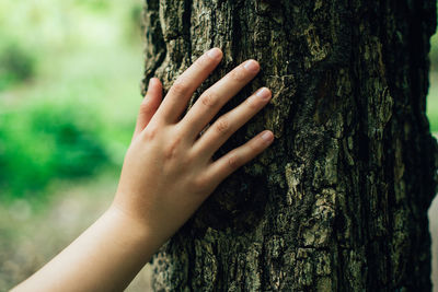 Close-up of hand touching tree trunk