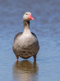 Duck in a lake