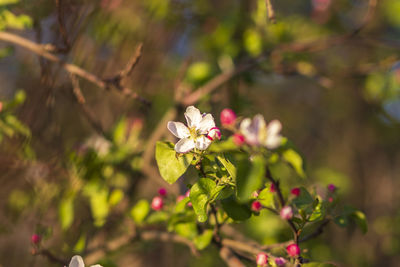 Close-up of white flowering plant