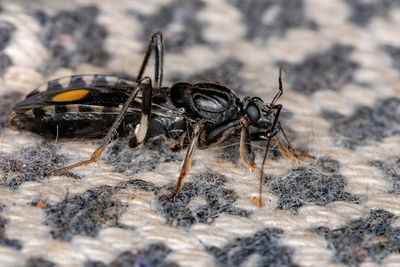 Close-up of fly on rock