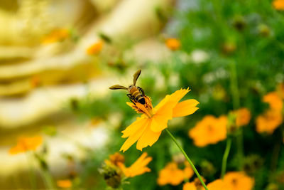 Close-up of bee pollinating on yellow flower