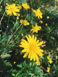 Close-up of yellow flower