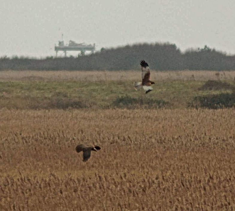 Marsh harriers