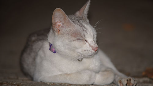 Close-up of a cat looking away