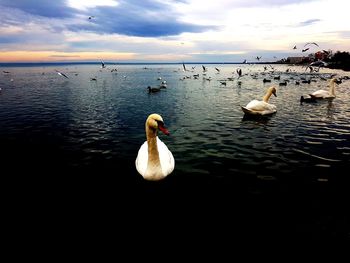 Swans swimming in lake against sky during sunset