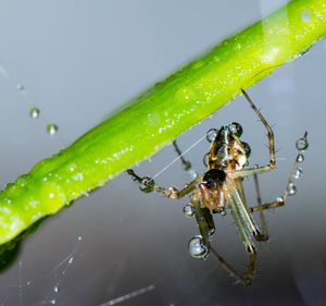 Close-up of water drops on leaf
