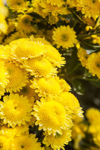 Close-up of yellow flowers blooming outdoors